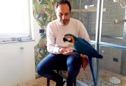 In giro col pappagallo al guinzaglio: dopo la multa arriva l'accordo