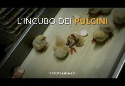 Video shock: pulcini tritati vivi. La crudeltà dell’industria della carne