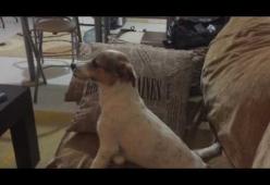Un cane guarda un horror con la sua padrona: la sua reazione è esilarante
