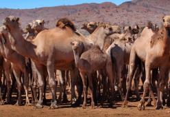 "Bevono troppa acqua": 10mila cammelli in Australia forse saranno abbattuti