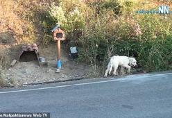 Padrone muore, cane lo aspetta da 18 mesi sul luogo dell'incidente