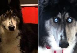 A causa del suo sguardo strano, questo cane era stato abbandonato (ma noi lo adoriamo)