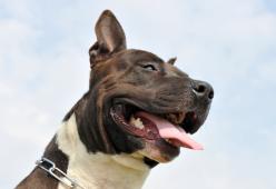Collare a strozzo per cani vietato a Milano (ma ci sono delle eccezioni)