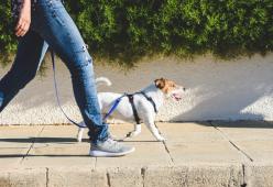 Come disinfettare le zampe dei nostri animali domestici una volta tornati a casa