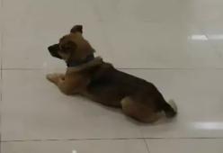 Come Hachiko, questo cane ha aspettato tre mesi il padrone ricoverato per Covid davanti all'ospedale