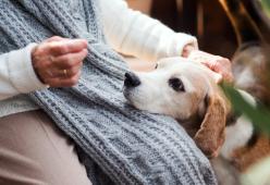 L'anziana padrona muore in casa insieme al cane: la storia commovente