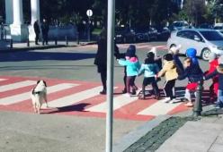 Questo dolcissimo cane ogni giorno aiuta i bambini ad attraversare la strada in sicurezza