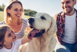 Vacanze con il cane? Ecco cosa bisogna sapere