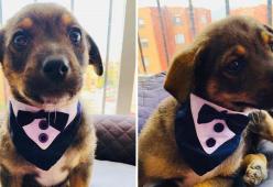 Questo cucciolo aspetta i nuovi padroni in smoking, ma non arriva nessuno