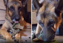 Video shock del cane in lacrime costretto a mangiare cibo piccante: da denuncia