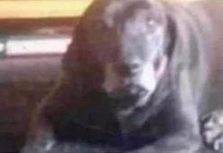 Vedi un cane o un clown in questa foto? L'illusione ottica che sta facendo impazzire tutti