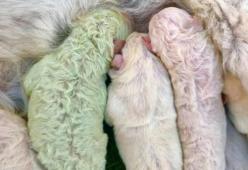 Lui è Pistacchio, il cucciolo di Labrador nato con il pelo verde