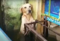 Cane si salva dall'alluvione aggrappandosi ad una ringhiera: il video è commovente