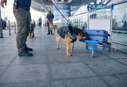 I cani riconoscerebbero il Covid-19 con una precisione del 95%