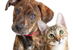 Boom di adozioni di cani e gatti durante il 2020: "Piccolo miracolo di questa pandemia"
