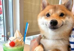 Questo irresistibile Shiba Inu "sorride" ogni volta che vede del cibo (e non solo)