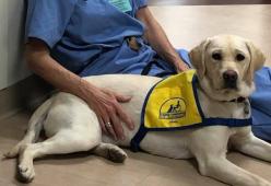 Un cane di corsia conforta i medici in prima linea contro il Coronavirus