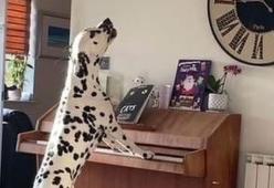 Questo irresistibile dalmata suona il piano e canta di nascosto: il video è virale