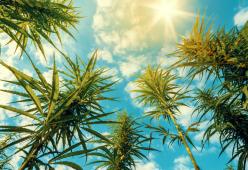 La Thailandia ospiterà il primo cannabis tour nel 2021