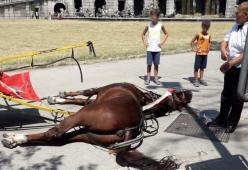 Cavallo morto nella Reggia di Caserta mentre trasportava turisti