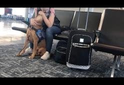 Ecco come questo cane protegge la sua padrona dagli attacchi di panico 