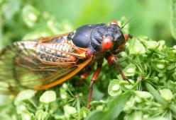 Miliardi di cicale dagli occhi rossi potrebbero emergere dalla terra e invadere New York
