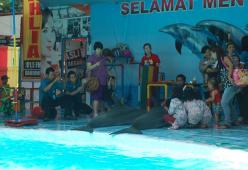 Il circo dei delfini più crudele del mondo chiude per sempre