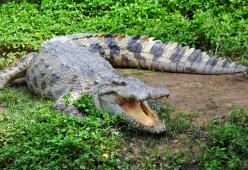 Donna si suicida gettandosi in una vasca piena di coccodrilli nello zoo di Bangkok