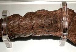 Questa è la cacca (vera!) di un vichingo di oltre mille anni fa