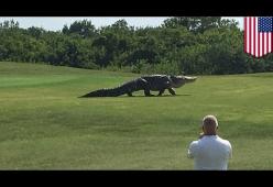 Un enorme alligatore passeggia in un campo da golf