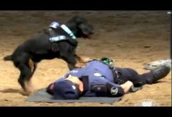 L’incredibile video del cane che effettua il massaggio cardiaco all’amico poliziotto