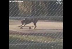 Usa: poliziotto scopre un cane che si allena allo skateboard