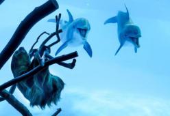 Nell’acquario chiuso i delfini incontrano un bradipo e la loro reazione è incredibile