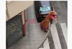 Gira per strada durante la quarantena travestito da T-Rex