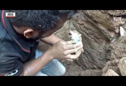 Il video commovente della mamma che tira fuori i cuccioli dalle macerie