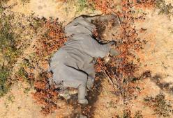 350 elefanti trovati morti in Botswana vicino a pozze d'acqua: è mistero