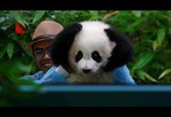Panda di cinque mesi presentato alla stampa: il video è dolcissimo