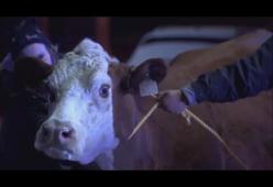 Bue scappa dal presepe vivente: ecco il video 