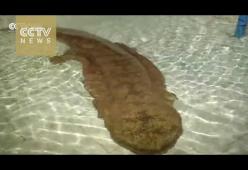 Scoperta in una grotta della Cina una creatura centenaria