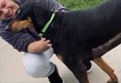 Tiziano Ferro e suo marito adottano due Dobermann abbandonati perché “non sapevano aggredire”