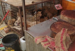Riparte il Festival di Yulin in Cina: cani e gatti macellati per essere mangiati