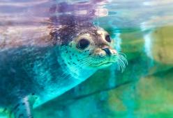 "Potremmo essere costretti ad uccidere gli animali": annuncio choc dello zoo tedesco in crisi