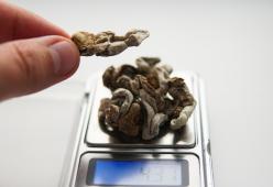 Cura la depressione con iniezioni di funghi allucinogeni, ma finisce in ospedale