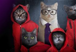 Catflix è la nuova piattaforma streaming che propone le migliori serie tv... interpretate da gatti