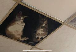 Negoziante installa un pannello a vetri nel soffitto: ora i suoi gatti passano tutto il giorno a fissarlo