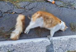 Gatto torturato e ucciso con i petardi, le foto shock e la denuncia di un’animalista
