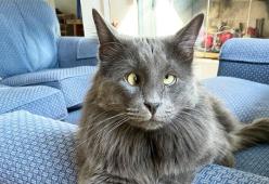 Questo gattone affetto da strabismo è diventato una star dei social