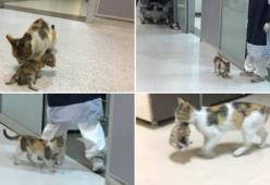Mamma gatta porta il suo gattino malato in ospedale: le foto sono tenerissime