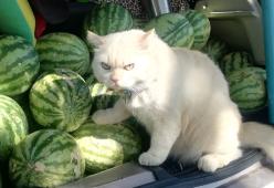 Questo gatto spaventa i ladri di angurie con lo sguardo: le foto sono virali