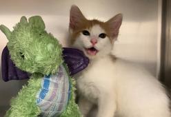 Questo gattino è andato dal veterinario con il suo amico Drago